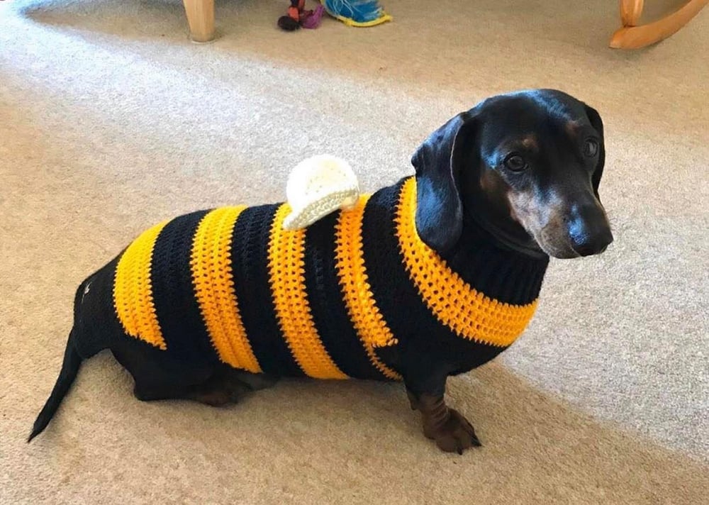 Image of Snazzy Bumble Bee Jumper