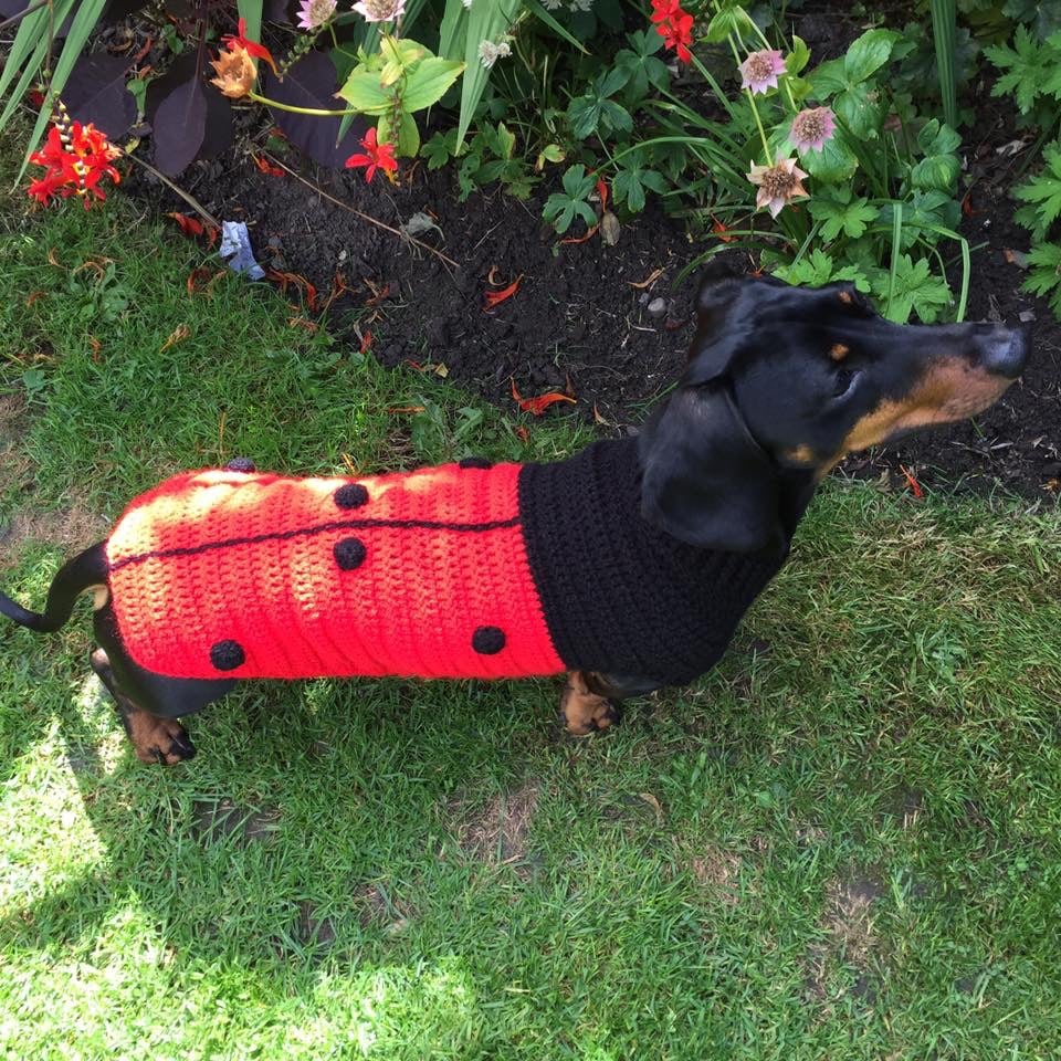 Image of Snazzy Ladybird Jumper