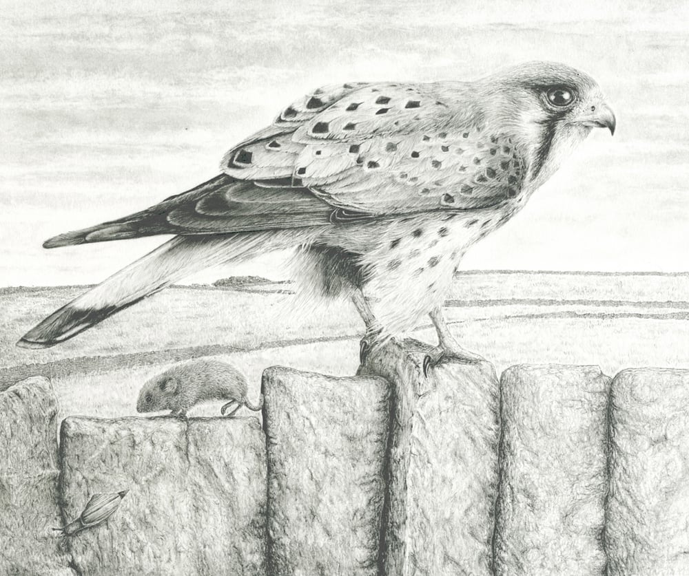 Image of The kestrel, the vole and the snail, limited edition print