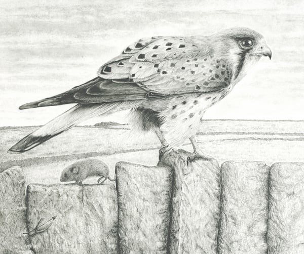Image of The kestrel, the vole and the snail, limited edition print