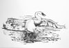 Swan Landing