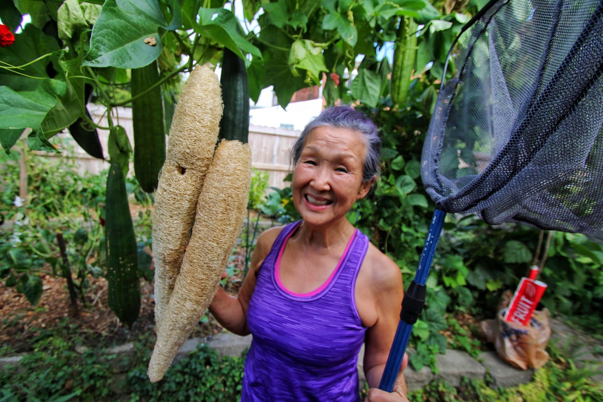 Image of Luffa starter pack