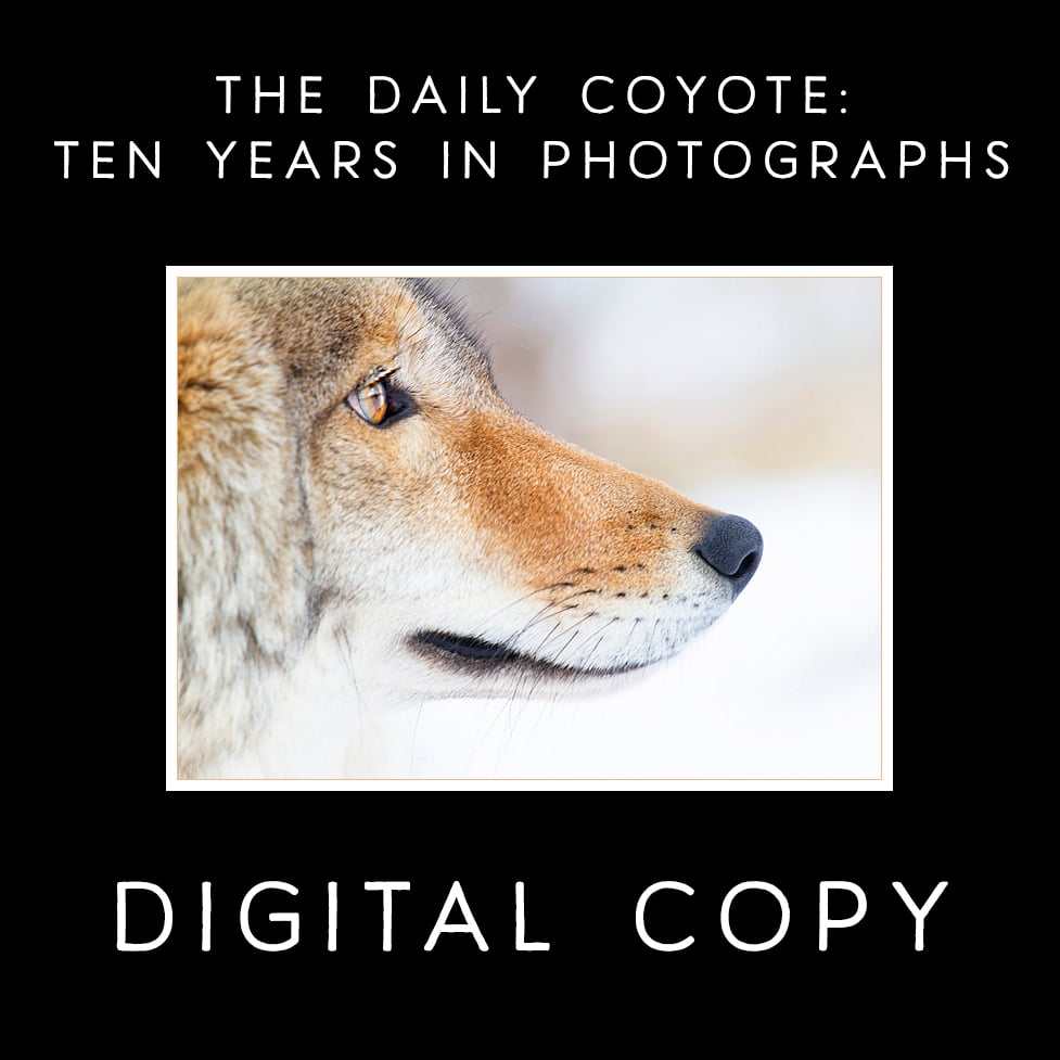 Image of [PDF VERSION] The Daily Coyote: Ten Years In Photographs