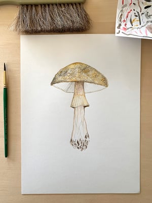 "Amanita Rubescens" 1st edition print