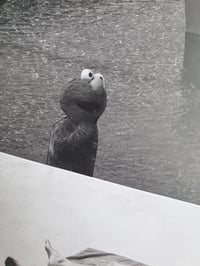 Image 3 of 'Soggy Fur'
