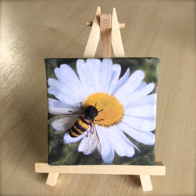 Image of Honey bee Daisy Beeasel.