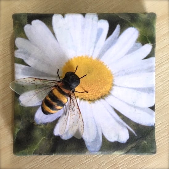 Image of Honey bee Daisy Beeasel.