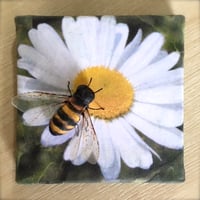 Image 1 of Honey bee Daisy Beeasel.