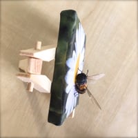 Image 3 of Honey bee Daisy Beeasel.