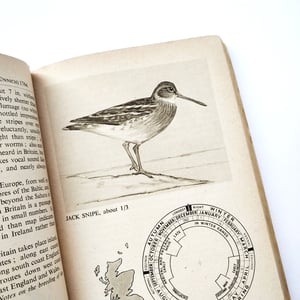 The Pelican Book of Bird Recognition: Sea-Birds and Waders