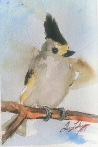 Crested Titmouse