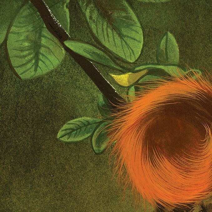 Image of Squirrel