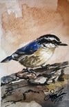 Nuthatch