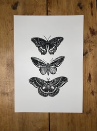 Mariposas 