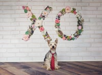 Image 2 of Valentine Minis Saturday, February 6th $180