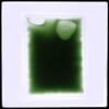 Spirulina Culture (1-2 week pre order) 