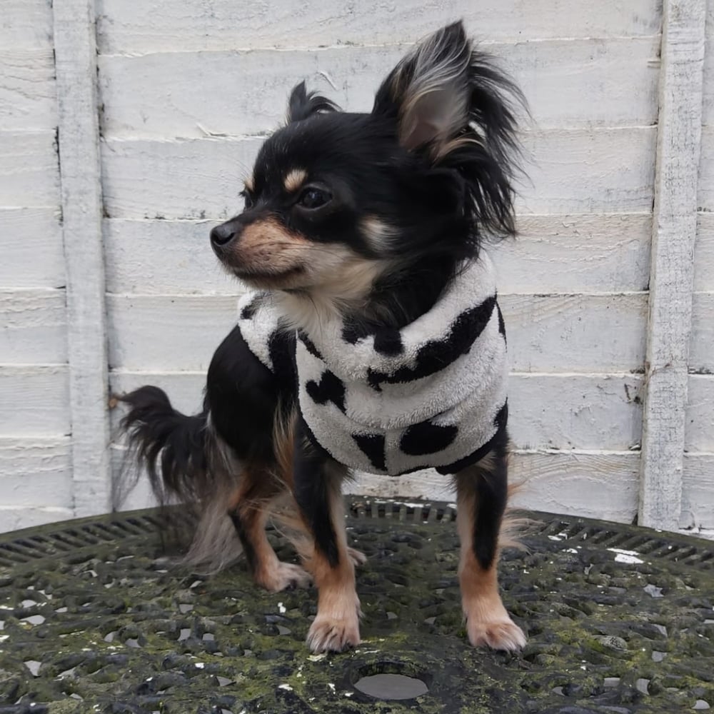 Image of Miniature dog breed jumper