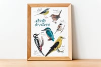 Image 2 of Ocells de ribera/River birds