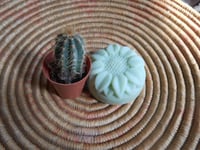 Image 2 of Annie Fresh Cactus Soap