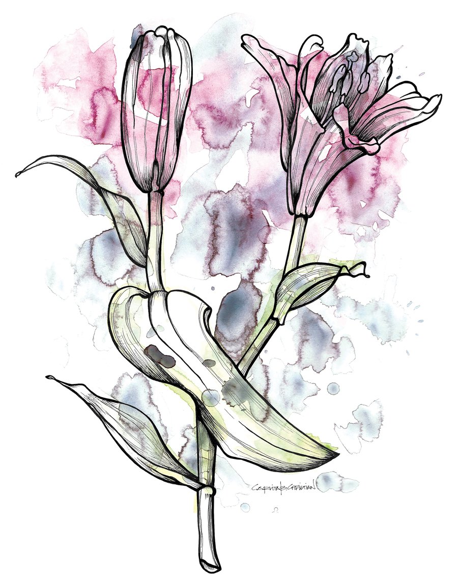 Image of DAY LILY SPLASH 1 (Unframed)