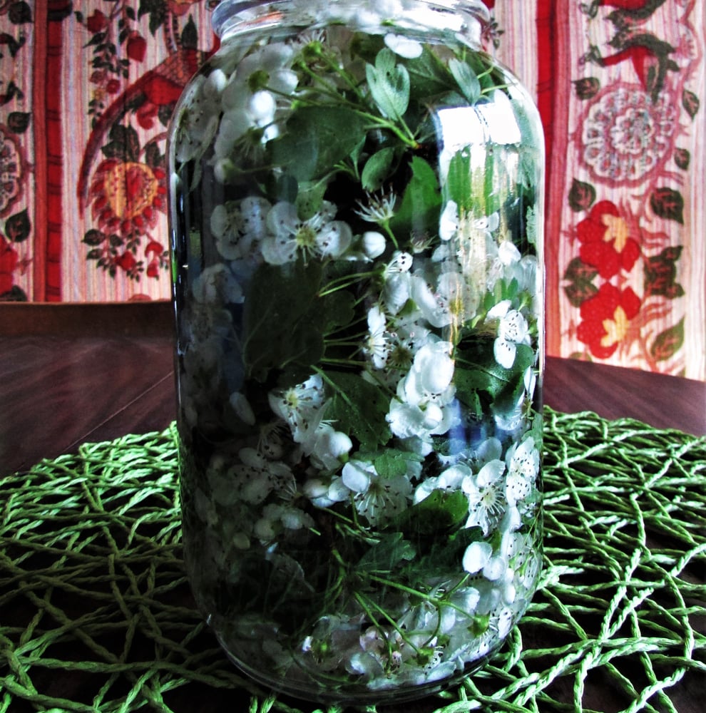 Image of Hawthorn Tincture