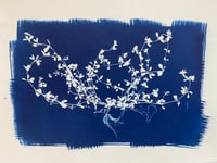 Cleavers Original Cyanotype