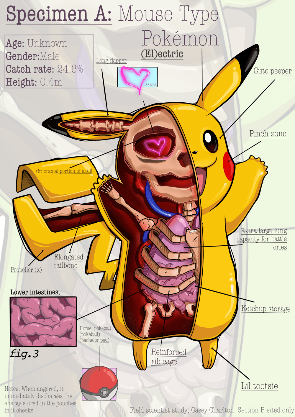 Pikachu Anatomy Print 