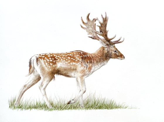 Image of 'Fallow Buck Study' Framed Original Drawing