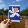 Daffodil Postcard