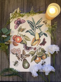 Fruit and Pollinators  A3