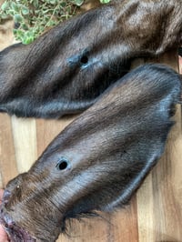 Image 3 of Furry Cows Ears