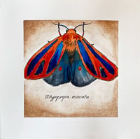 Moth Watercolor Sale