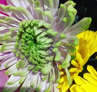 Image 3 of Traditional mix 