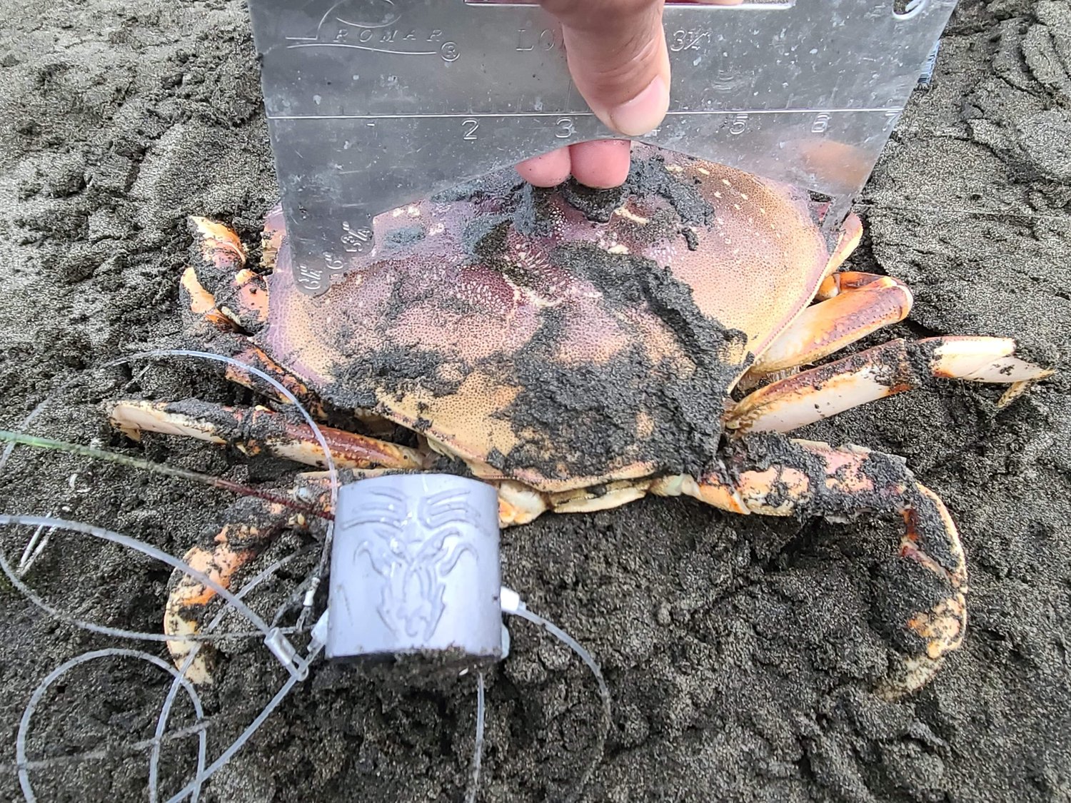 Image of The Dragon Torpedo Crab Snare
