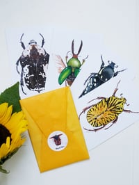 Image 1 of Beetle Postcard Set 