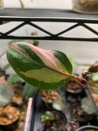 Pink Princess Philodendron Cuttings & Nodes