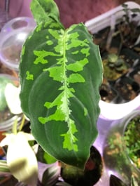 Aglonema Pictum Tricolor