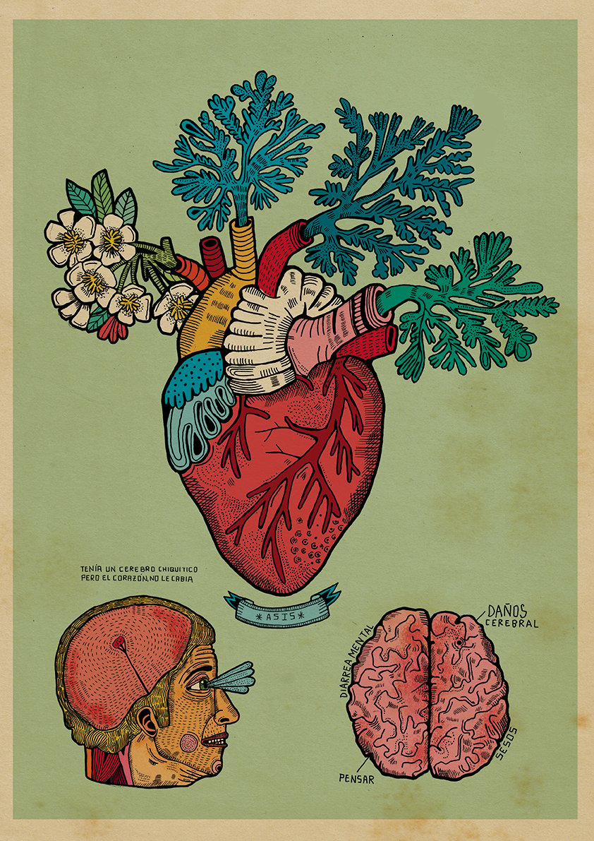 Image of Lamina Anatomía Corazón Florio