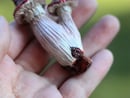 Image 4 of Mushroom Necklace with Garnet