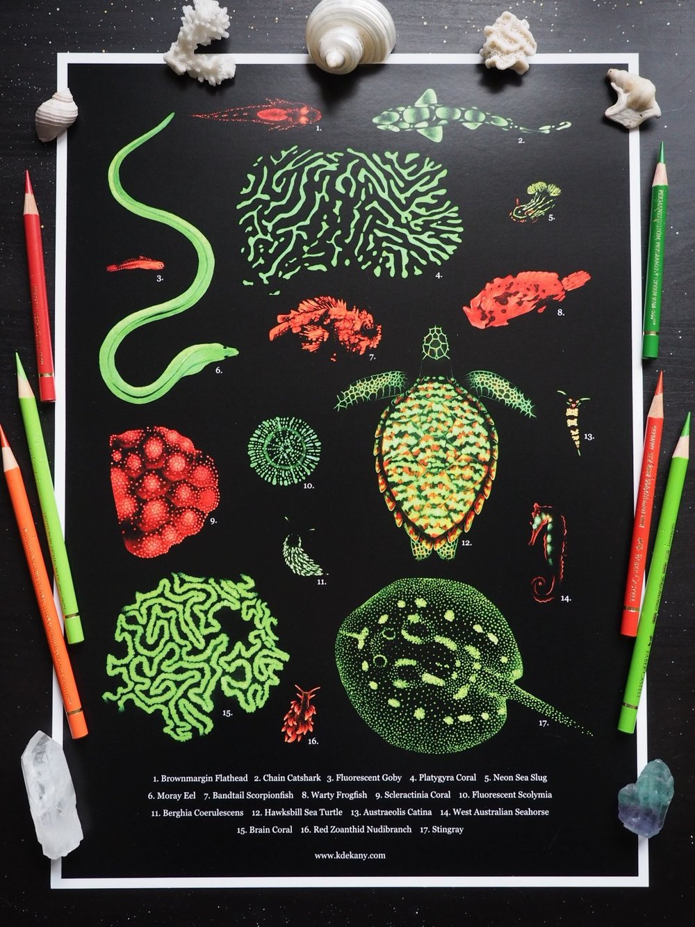 Image of Coral Reef Biofluorescence Poster Fine Art Print