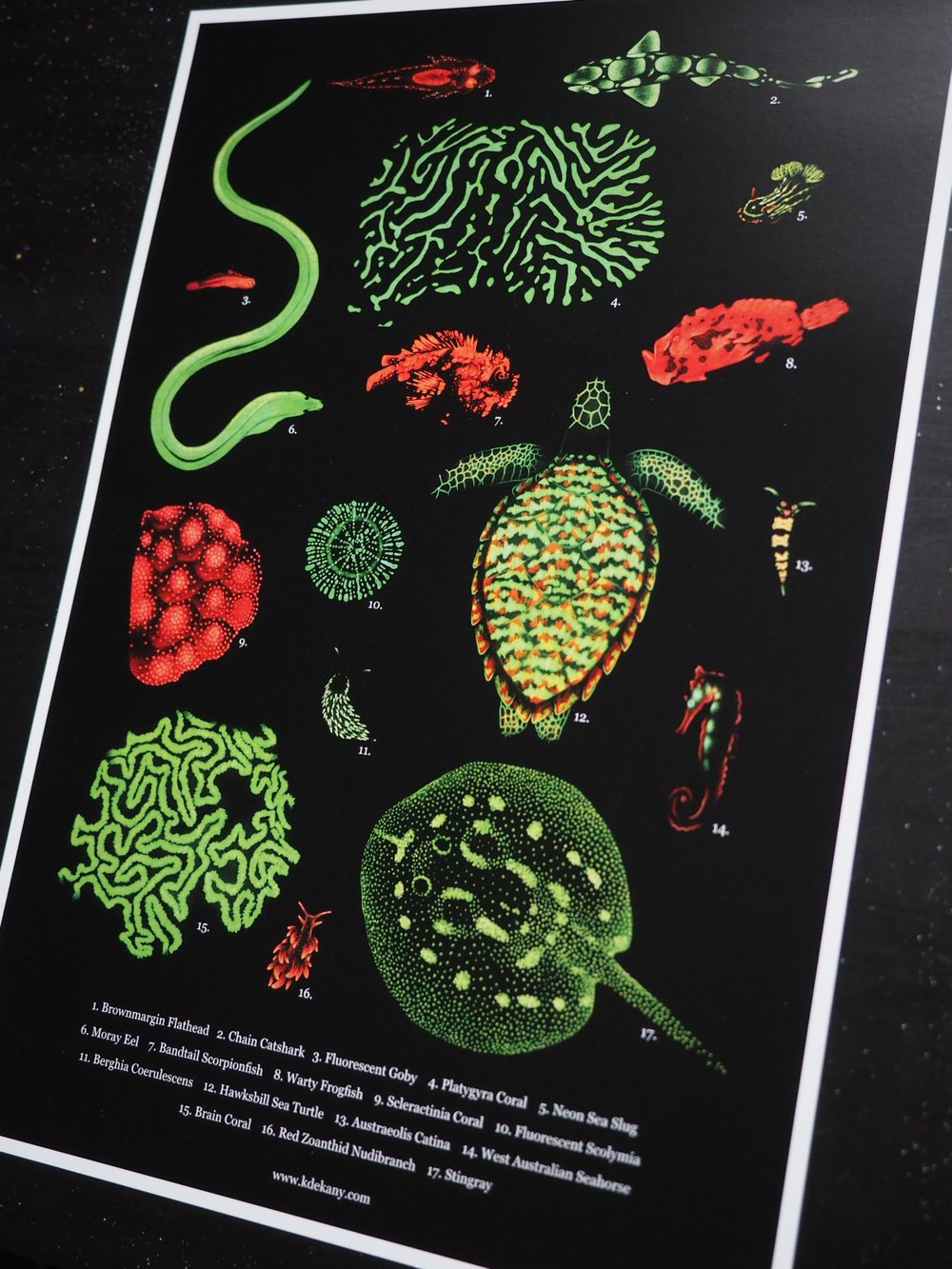 Coral Reef Biofluorescence Poster Fine Art Print