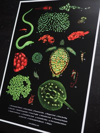 Image 5 of Coral Reef Biofluorescence Poster Fine Art Print