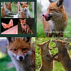 Foxy Lockdown Hardback Photo-book