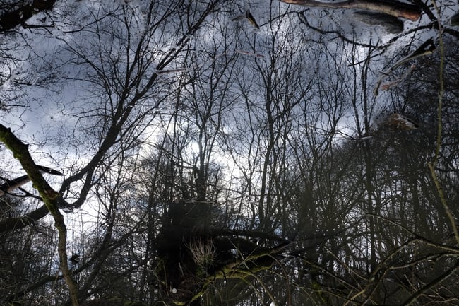 Grimoire Silvanus Zine Issue 2