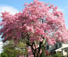 Flowering Dogwood ~ Wax Melts ~ Made To Order