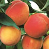 Georgia Peaches ~ Wax Melts ~ Made To Order