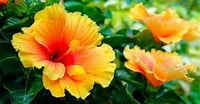 * Hibiscus Paradise ~ Wax Melts ~ Made To Order ~ CLOSEOUT SCENT