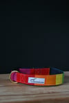 Rainbow Dog // Standard Collar