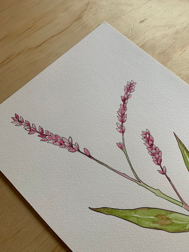 Image of Slender Knotweed - Original  Watercolour