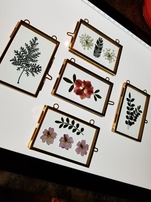 Image of Pressed Flowers/Brass frames